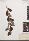 Foto von Salix cinerea L.
